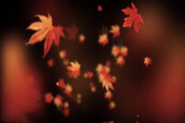 Falling Autumn Leaves - Serene Fall Motion Background