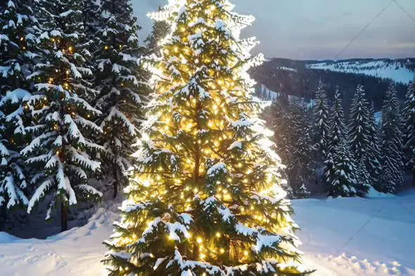 Glowing Christmas Tree in Snowy Winter Landscape at Dusk