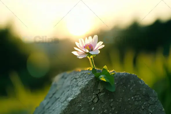 Blooming Flower in Sunlight - Growth Through Concrete