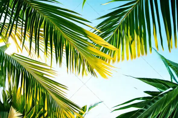 Tropical Palm Leaves in Sunlight - Bright Summer Nature Scene