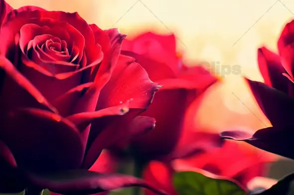 Romantic Close-Up of Blooming Red Roses