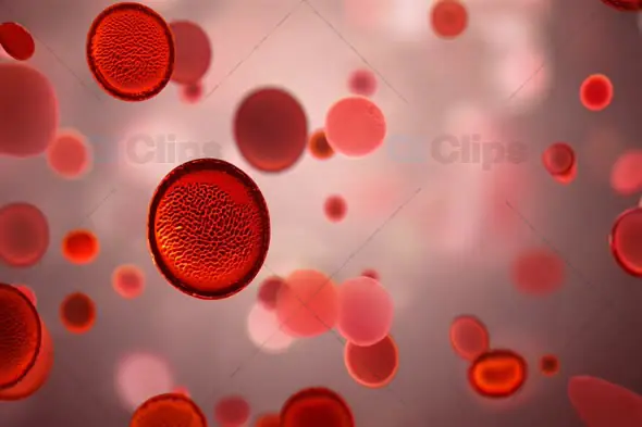 Flowing Red Blood Cells in Microscopic View - Medical Animation