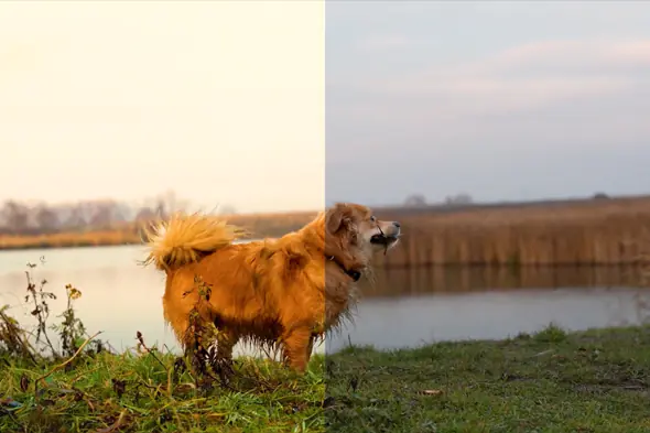Rustic Lakeside LUT Collection