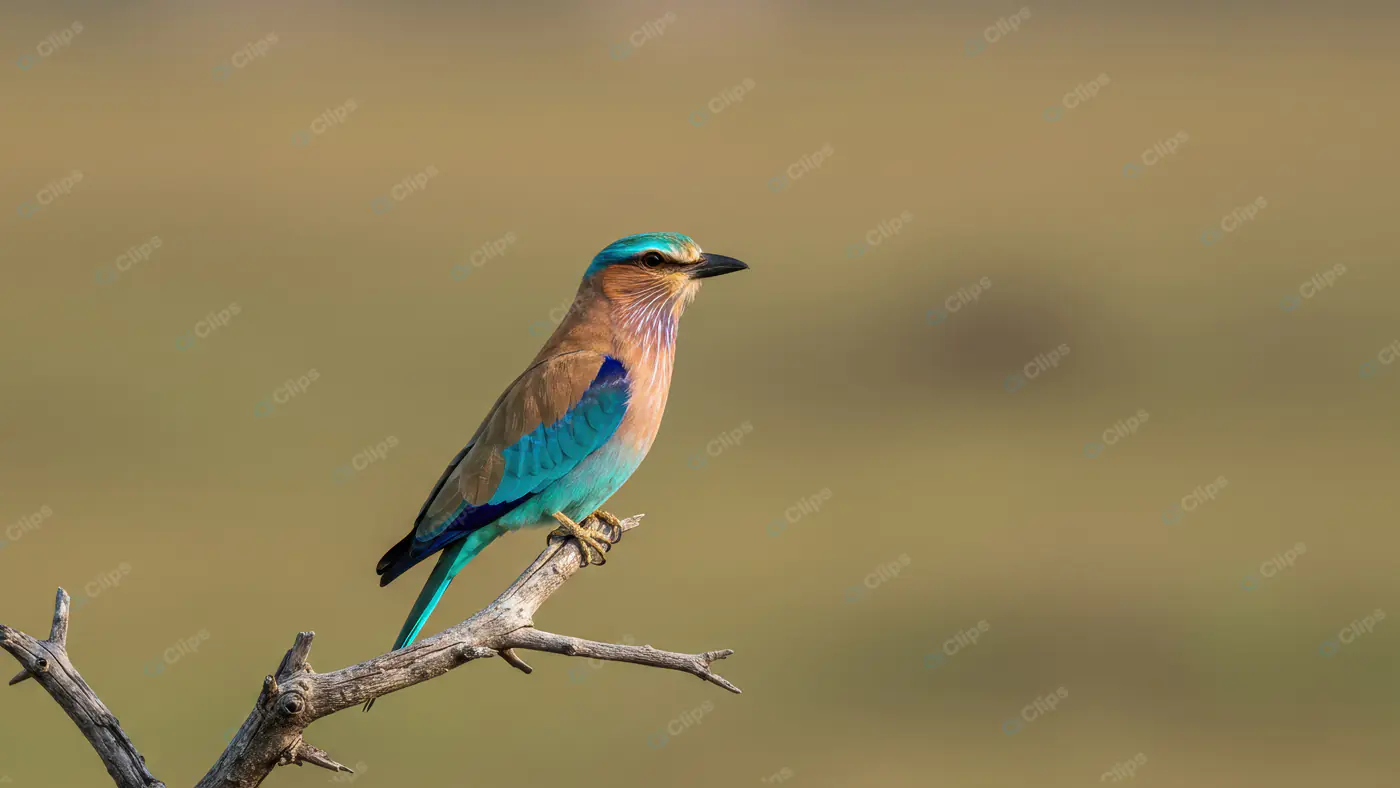 Indian Roller Bird Perched on Dry Branch in Open Grassland