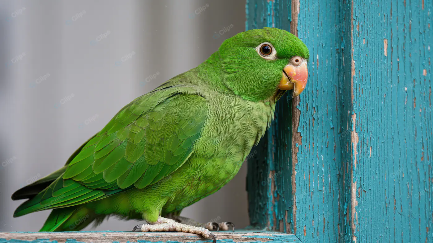Vibrant Green Parrot Perched on Rustic Window Frame