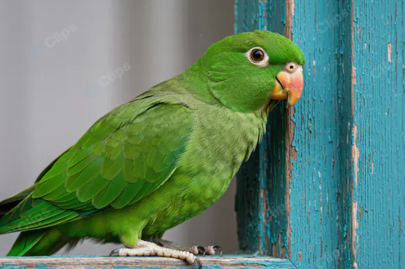 Vibrant Green Parrot Perched on Rustic Window Frame