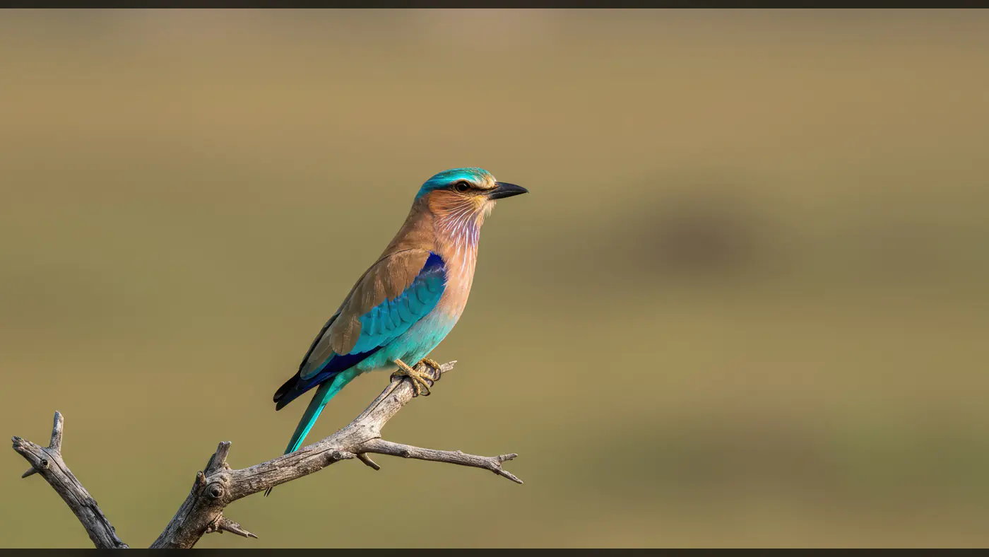 Indian Roller Bird Perched on Dry Branch in Open Grassland