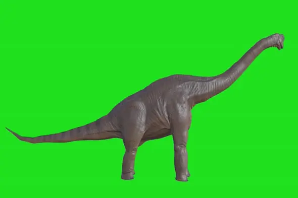 Realistic Brachiosaurus Green Screen Animation