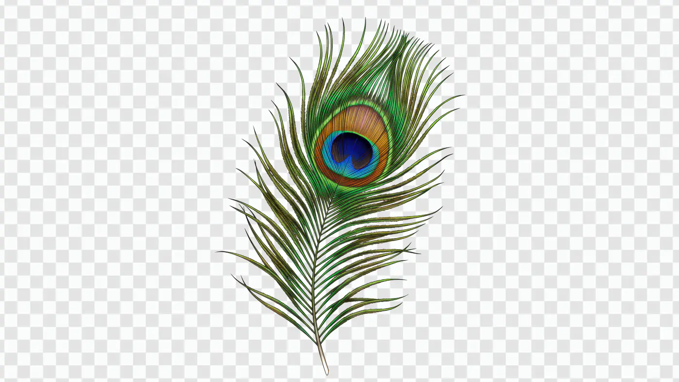 Vibrant Indian Peacock Feather for Festive and Decorative Use