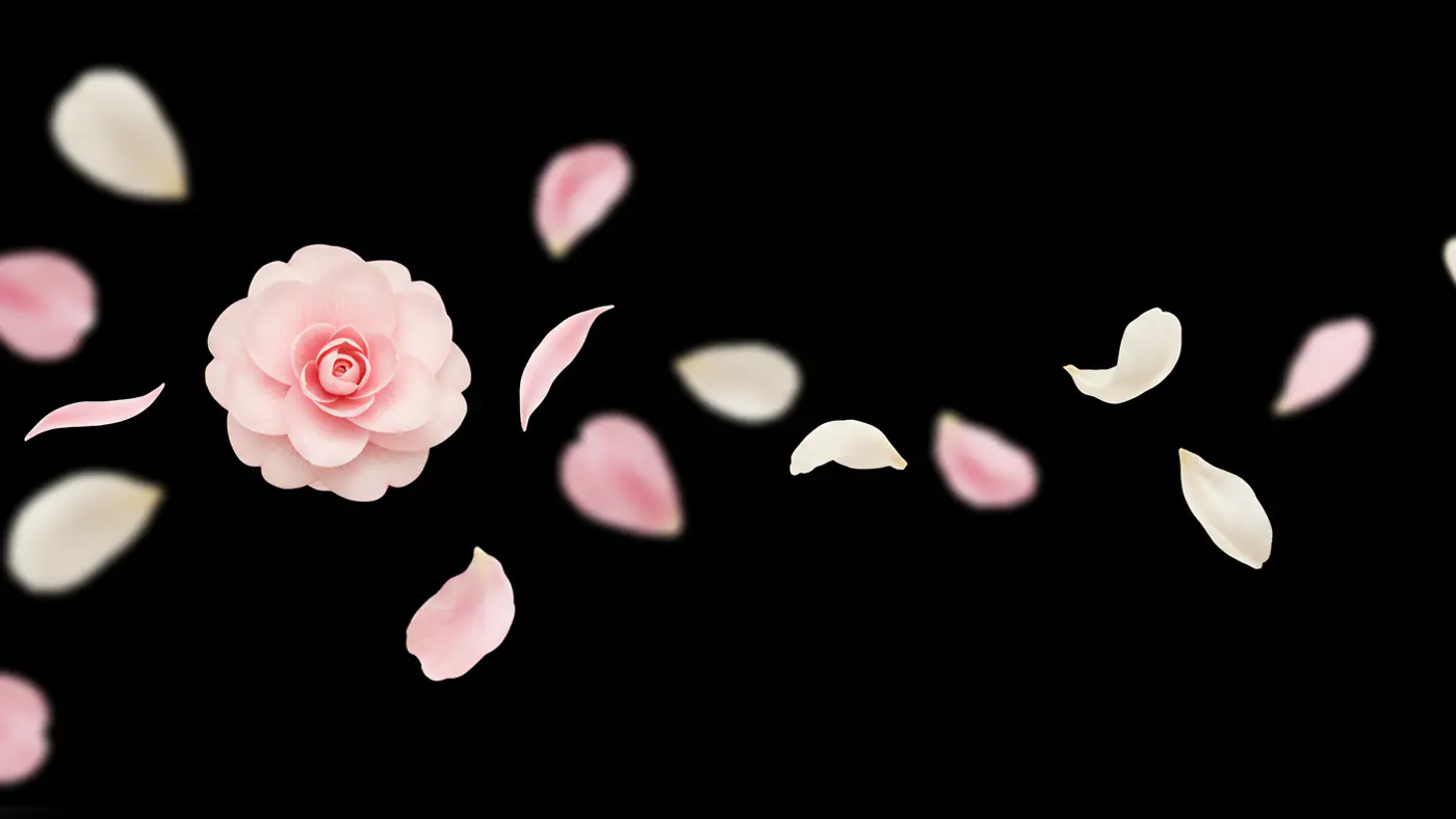 Elegant Pink Flower and Scattered Petals on a Black Background