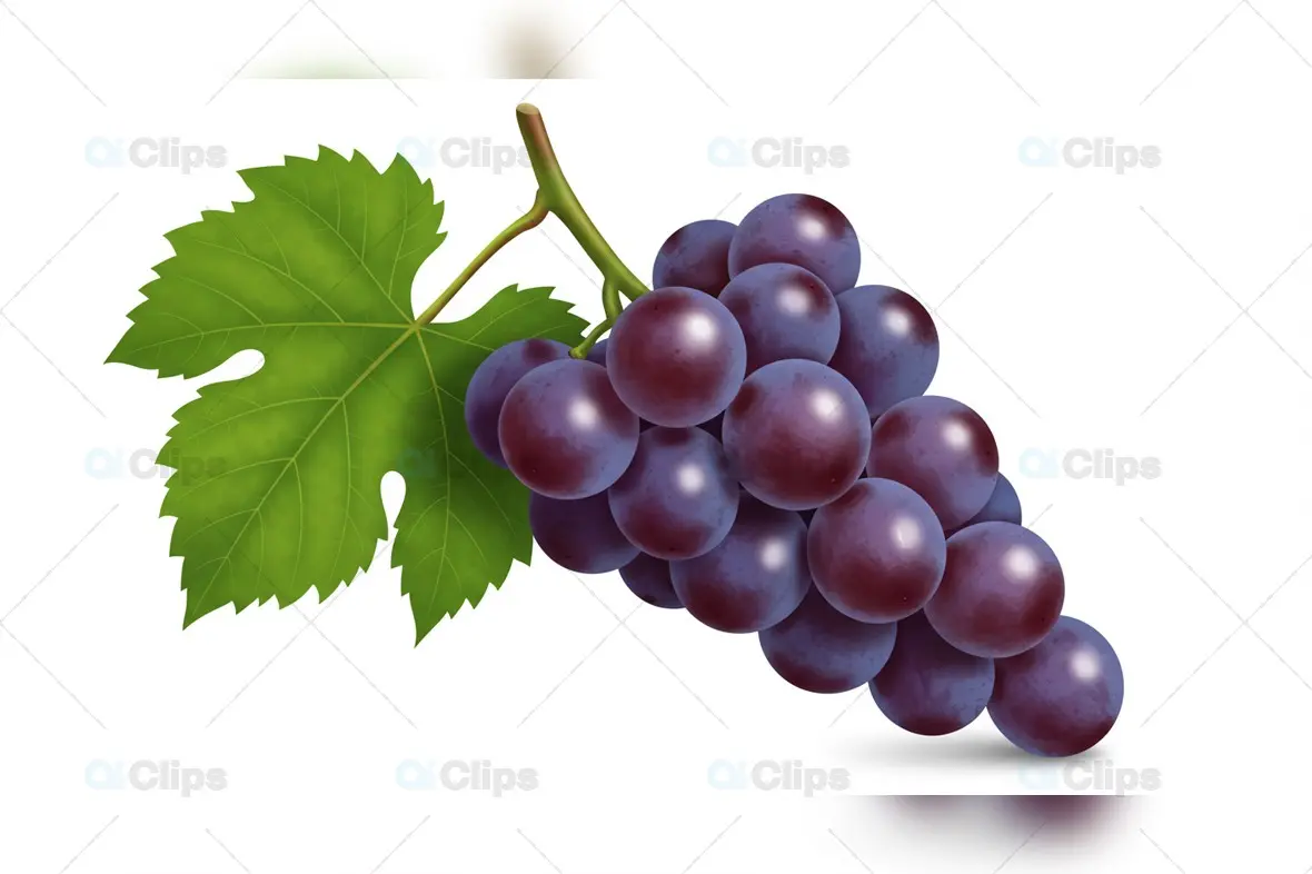 Fresh Purple Grape Cluster with Green Leaf Isolated