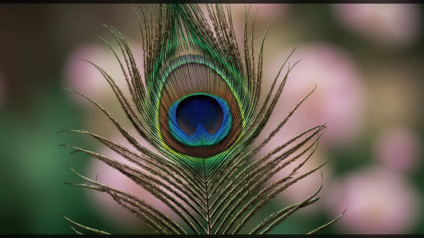 Single Peacock Feather Close-Up with Vibrant Colors on Soft Floral Background