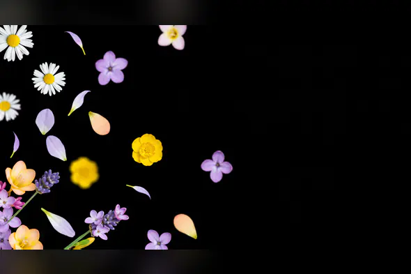 Vibrant Wildflowers and Scattered Petals on Black Background
