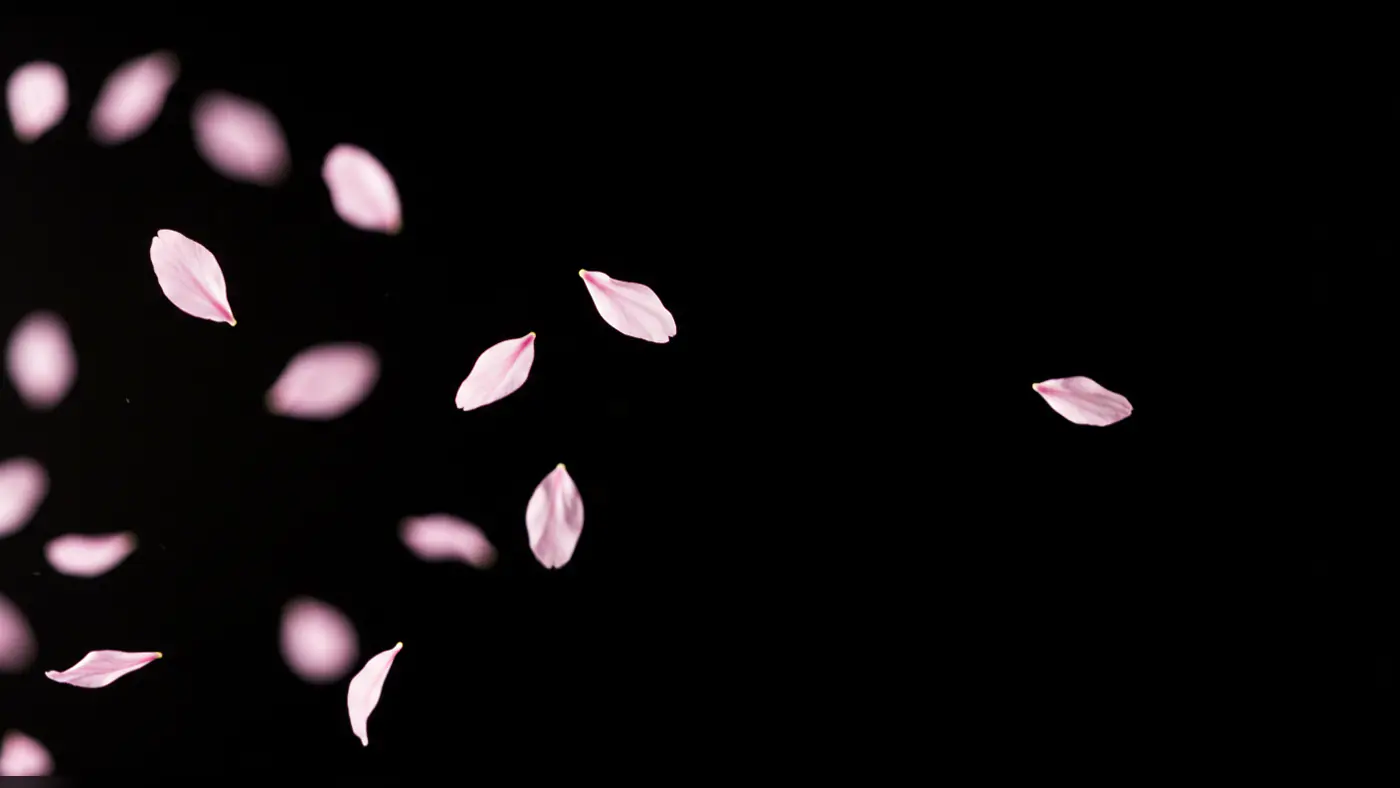 Floating Pink Petals on Black Background