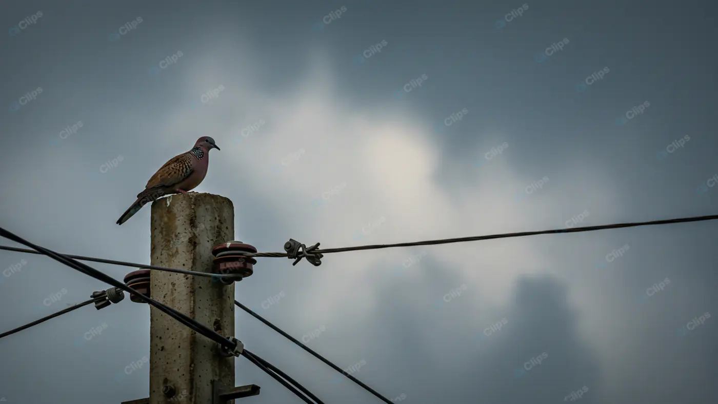 Spotted Dove on Utility Pole