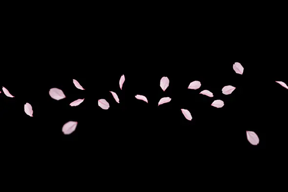 Minimal Pink Petals Drifting on Black Background