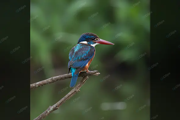 Vibrant Kingfisher on Branch