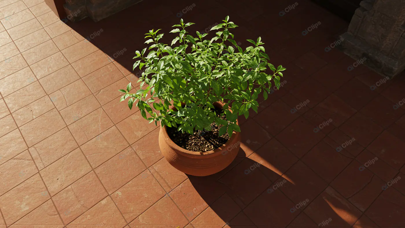 Sunlit Terracotta Potted Herb