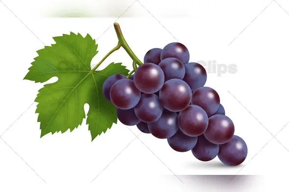 Fresh Purple Grape Cluster with Green Leaf Isolated