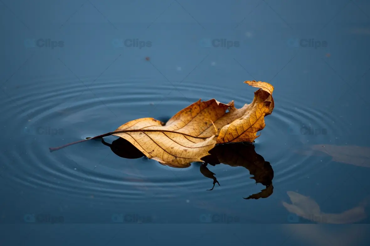 Autumn Leaf Floating on Rippled Water Surface