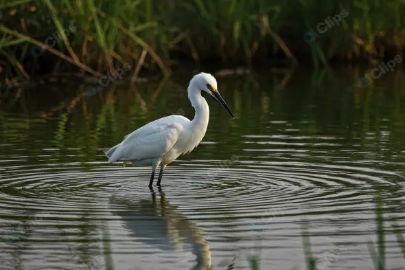 Graceful White Egret Standing in Marsh Water with Reflections