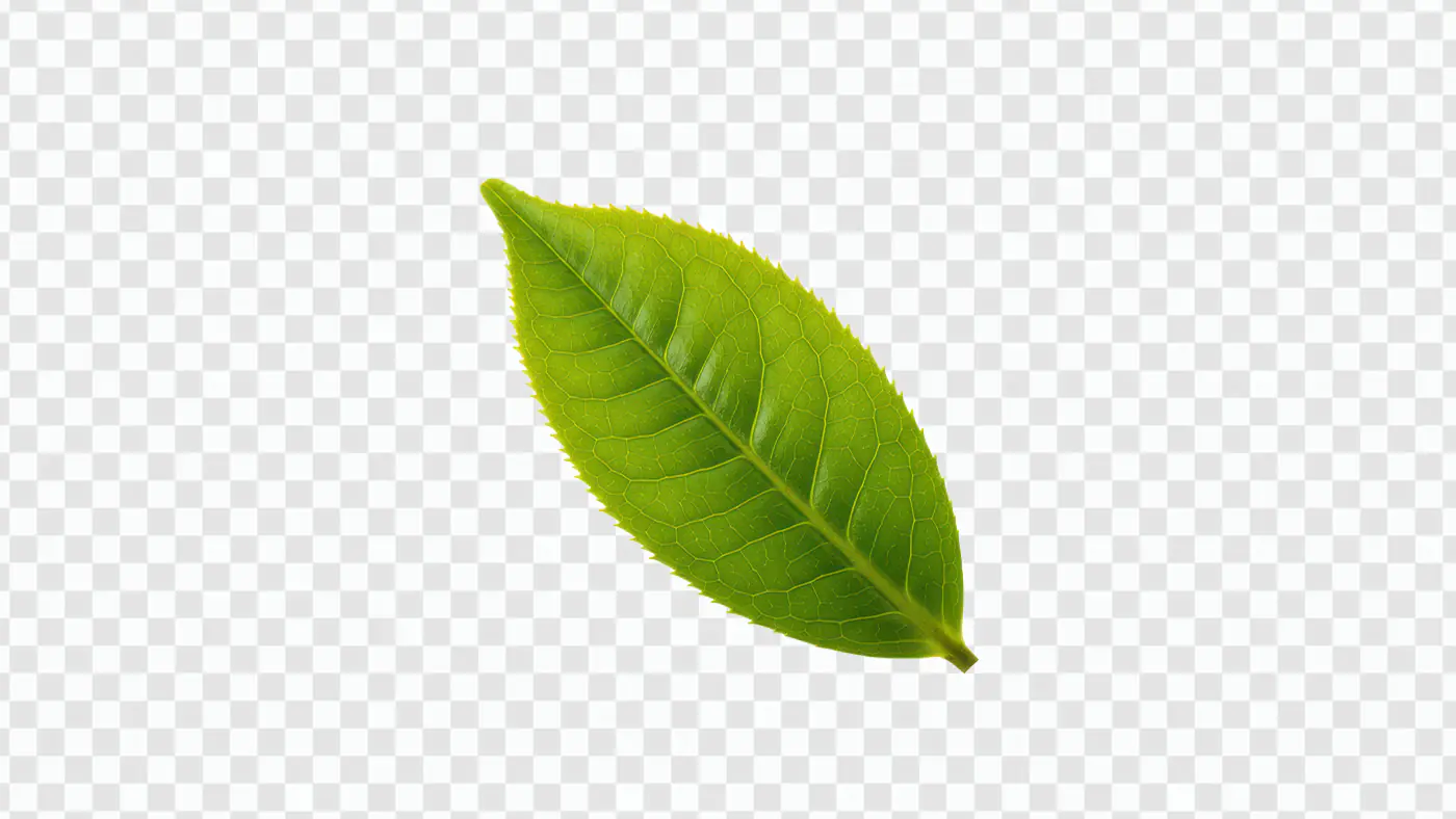 Single Fresh Green Tea Leaf Close-Up for Organic Branding & Herbal Designs