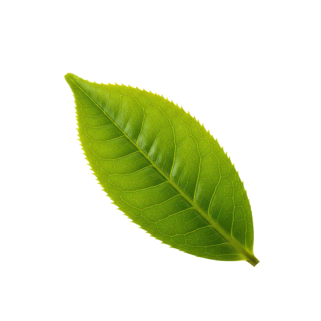 Single Fresh Green Tea Leaf Close-Up for Organic Branding & Herbal Designs