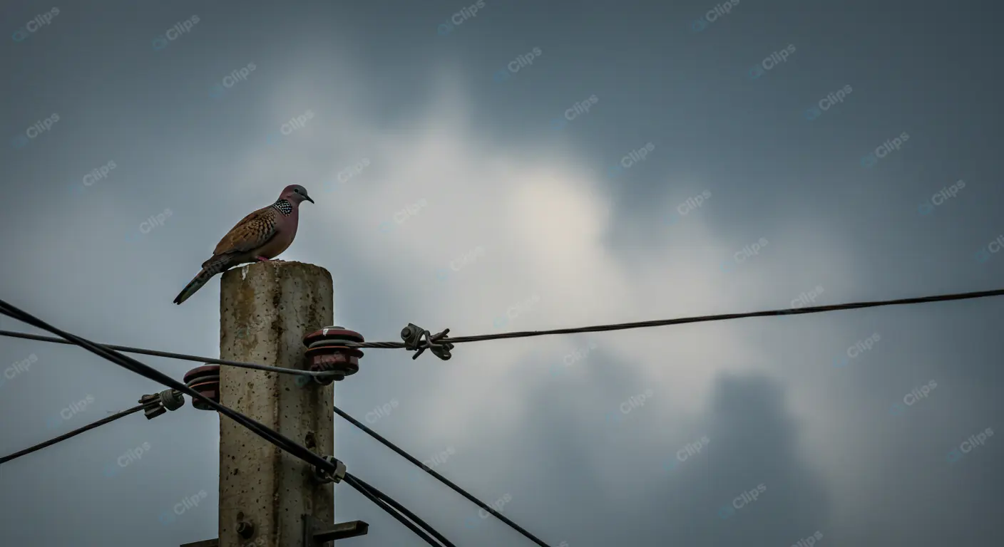Spotted Dove on Utility Pole