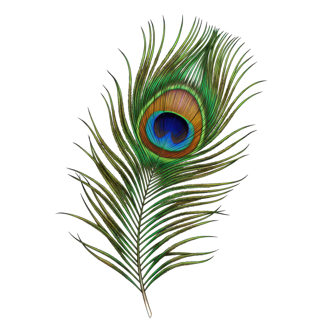 Vibrant Indian Peacock Feather for Festive and Decorative Use