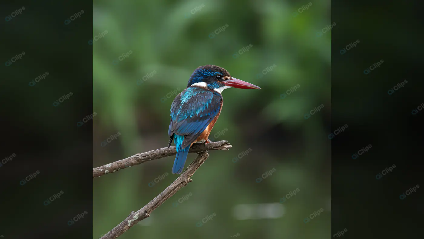 Vibrant Kingfisher on Branch