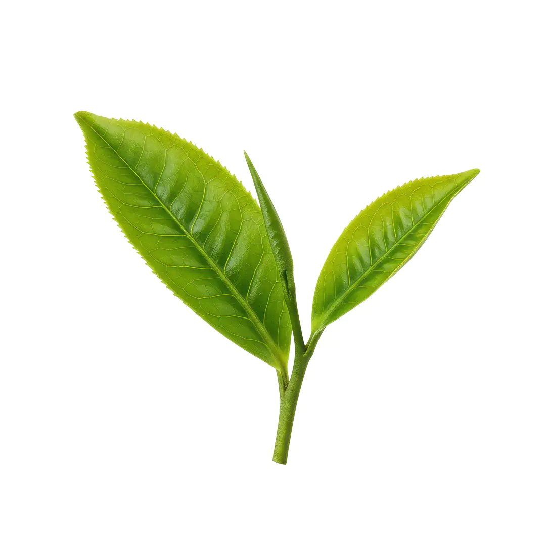 Fresh Green Tea Leaf Illustration for Organic and Herbal Product Designs