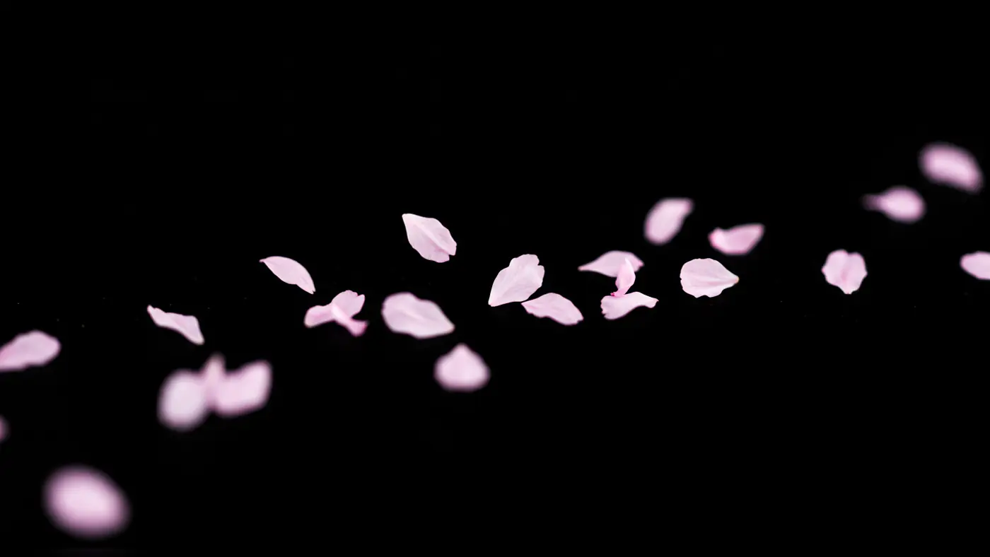 Delicate Pink Flower Petals Scattered on Black Background