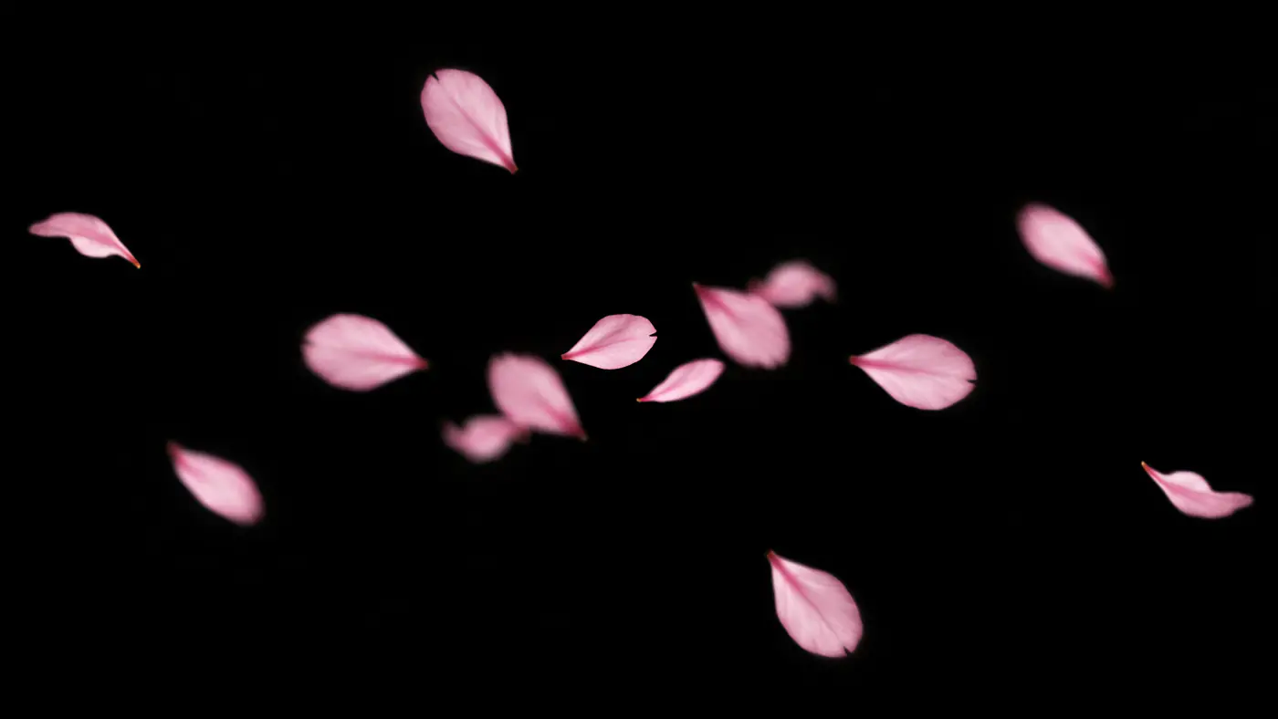 Soft Pink Flower Petals Gently Floating on Dark Background