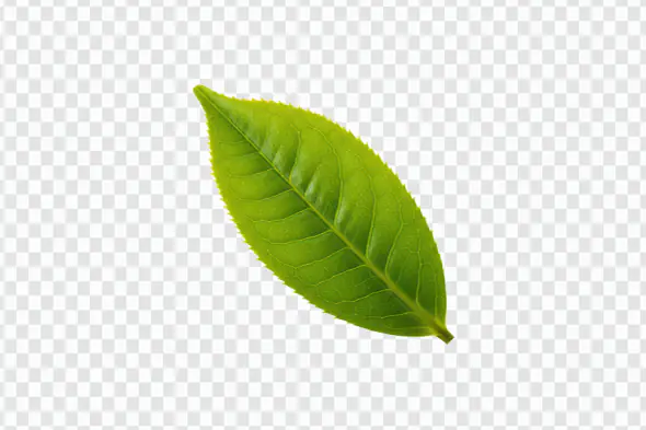 Single Fresh Green Tea Leaf Close-Up for Organic Branding & Herbal Designs