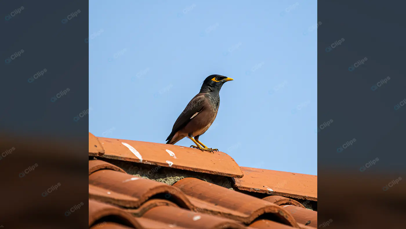 Myna Bird on Terracotta Roof