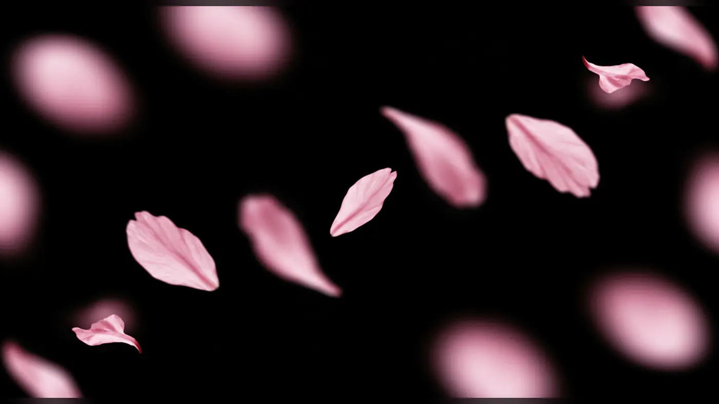 Romantic Pink Flower Petals Floating on Black Background