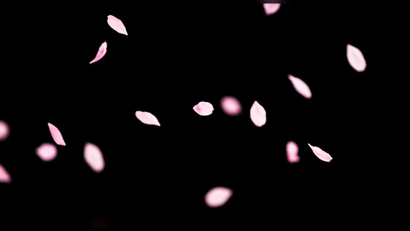 Scattered Pink Petals on Black Background