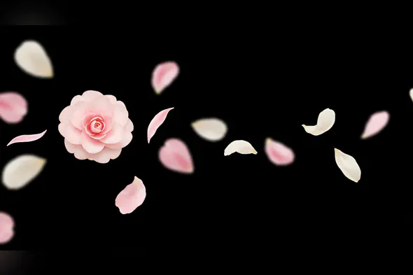 Elegant Pink Flower and Scattered Petals on a Black Background