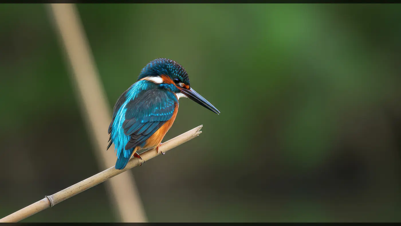 Colorful Indian Kingfisher Perched on Bamboo Stick in Natural Habitat