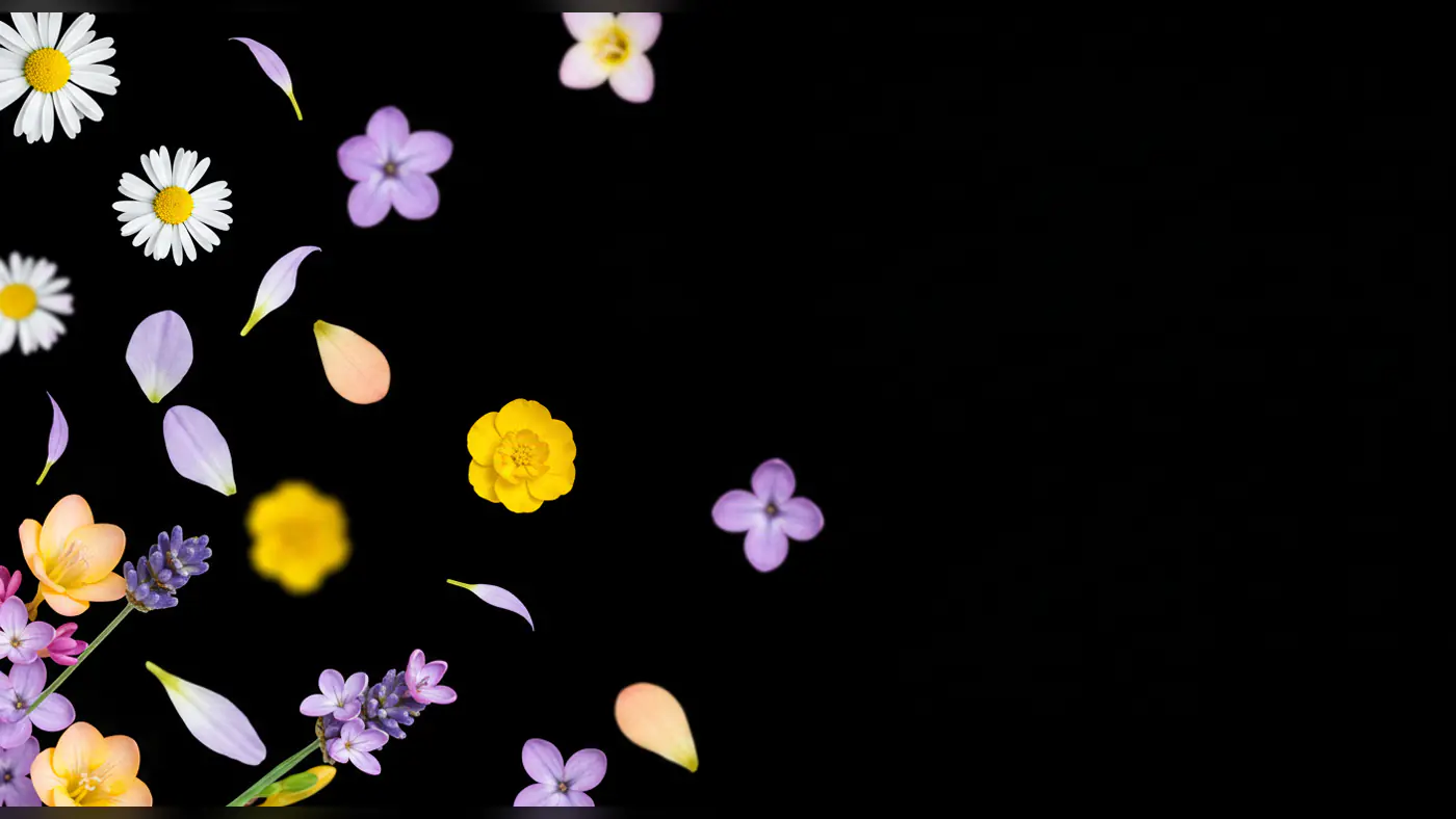 Vibrant Wildflowers and Scattered Petals on Black Background