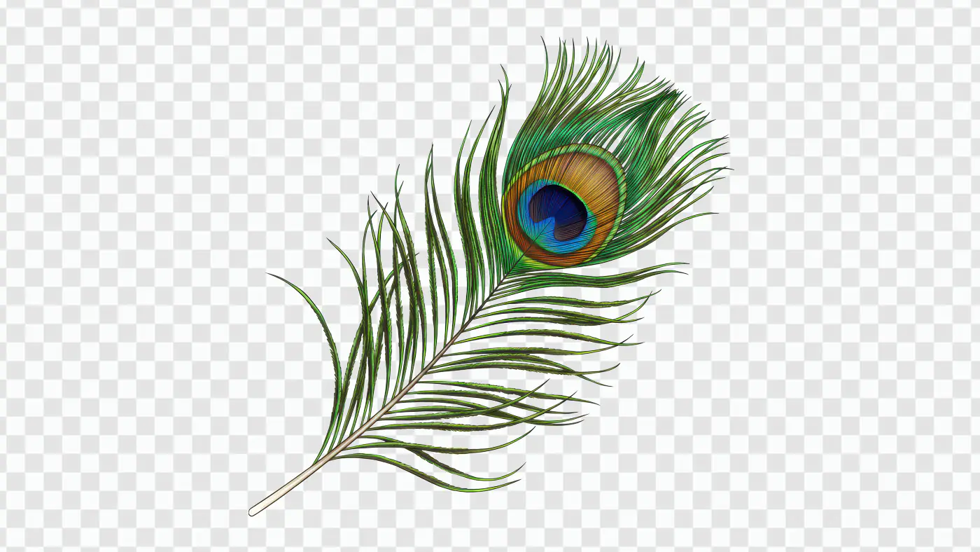 Elegant Indian Peacock Feather Illustration for Cultural and Festive Designs