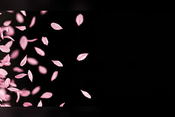 Pink Petals Flowing Across Black Background