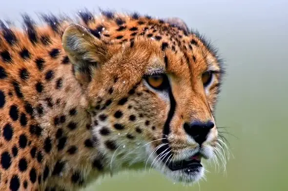 Majestic Cheetah Close-up Profile with Intense Gaze