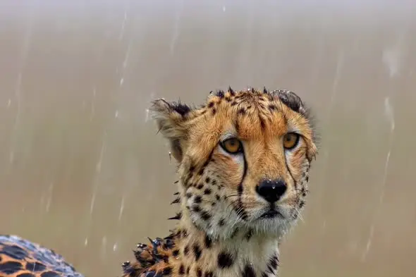 Cheetah Close-up Portrait in Rain with Intense Golden Eyes