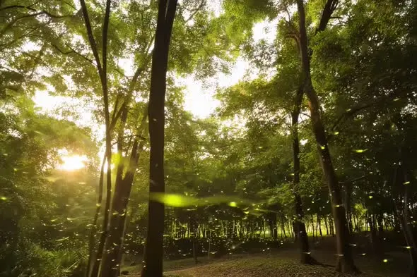 Magical Fireflies Dancing in Sunlit Forest at Dusk