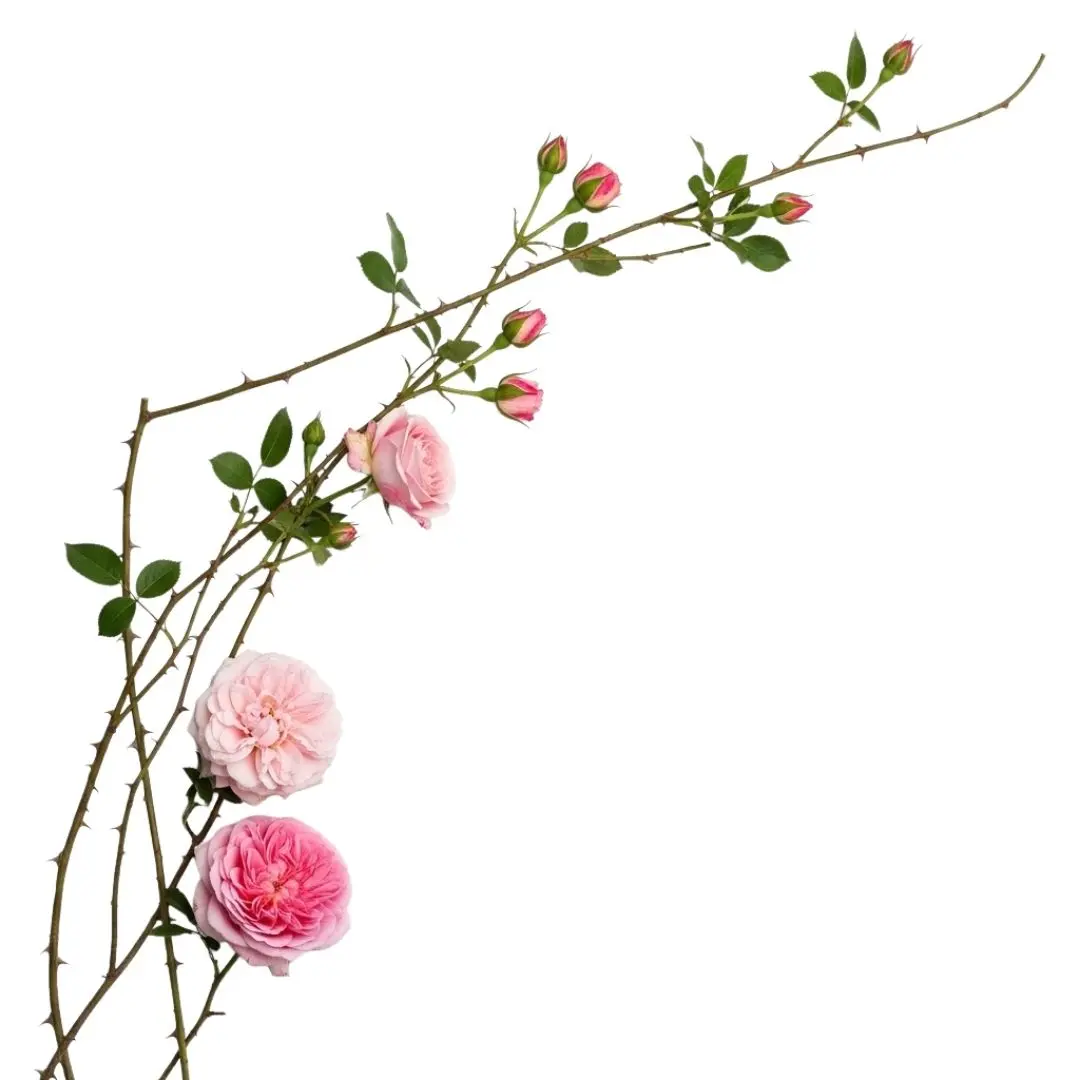Thorny Pink Rose Branch Corner Floral Element PNG