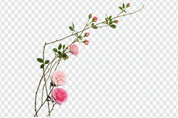 Thorny Pink Rose Branch Corner Floral Element PNG