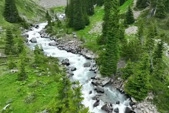Rushing Mountain Stream Through Alpine Forest Landscape
