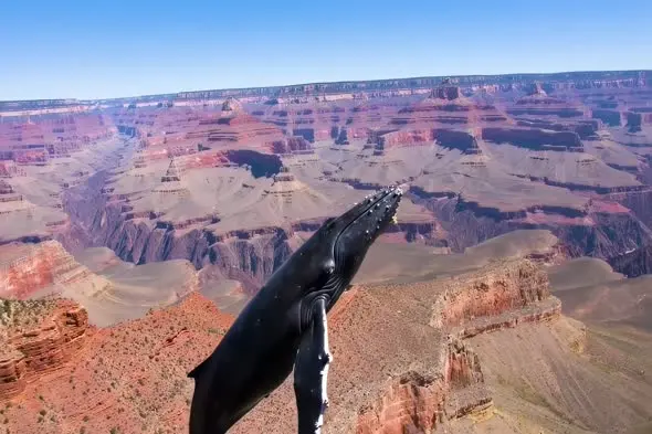 Surreal Whale Swimming Through Grand Canyon Landscape