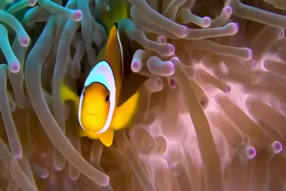 Clownfish Swimming Through Luminescent Sea Anemone Tentacles